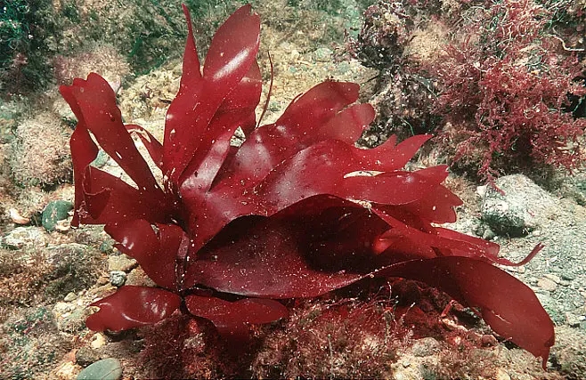 Red Algae.jpg